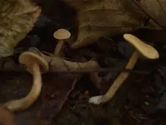 Ochre Aldercap thumbnail 1