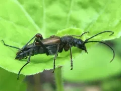 Anastrangalia sanguinea thumbnail 3
