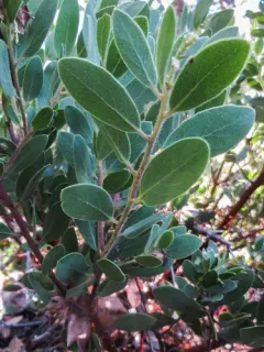 Gasquet manzanita thumbnail 3