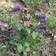 Lungwort thumbnail 3