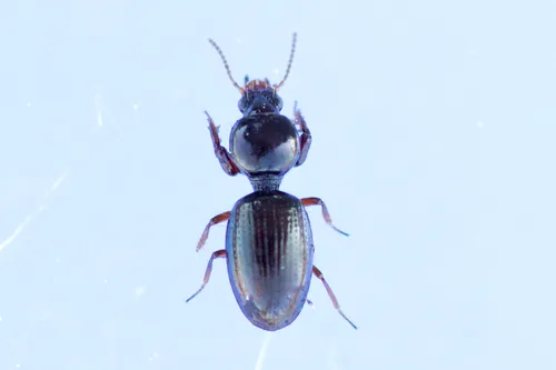 Dyschirius globulosus
