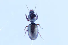 Dyschirius globulosus thumbnail 1