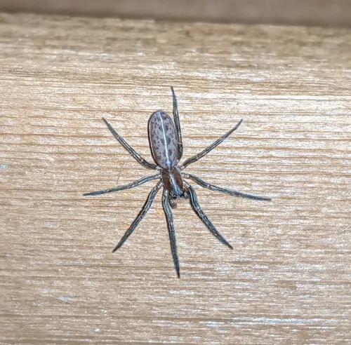 Segestria pacifica