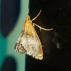 Sooty-winged Chalcoela Moth thumbnail 2