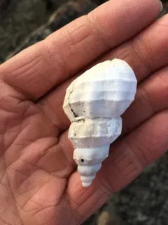 glacial whelk thumbnail 3