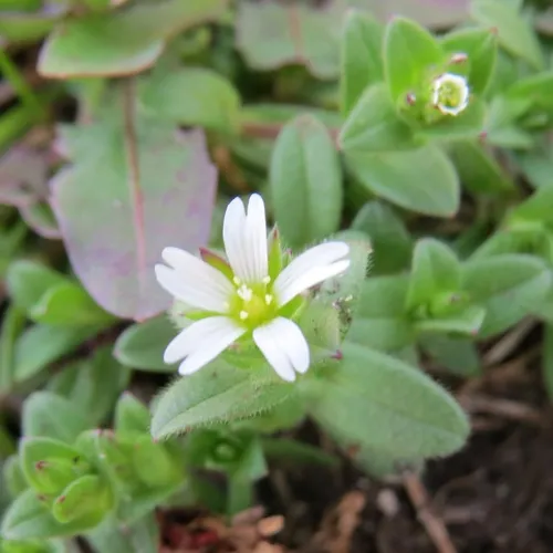 Common mouse-ear chickweed