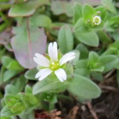 Common mouse-ear chickweed thumbnail 1