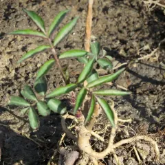 American black elderberry thumbnail 4