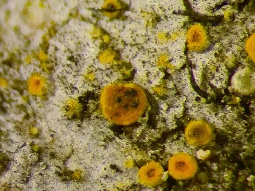 Lichenodiplis lecanorae