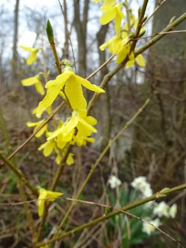 Greenstem Forsythia