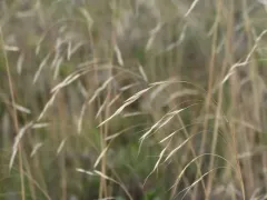 Richardson's needlegrass thumbnail 1