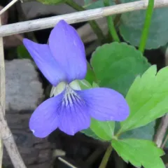common blue violet thumbnail 2