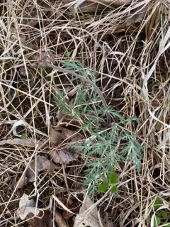 Oriental Desert-parsley thumbnail 3