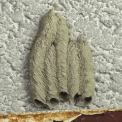 Organ-pipe Mud-dauber Wasp thumbnail 2