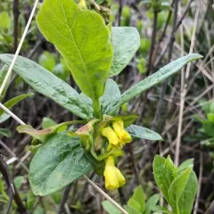 twinberry honeysuckle thumbnail 3