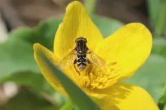 Moon-shaped Swamp Fly thumbnail 2