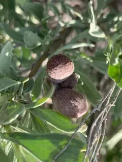 Sagebrush Plum Gall Midge thumbnail 2