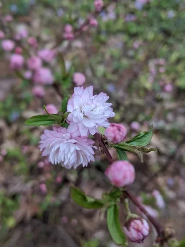 Flowering Almond