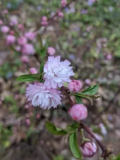 Flowering Almond thumbnail 1