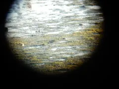Little Stint thumbnail 2