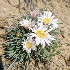 Easter daisy thumbnail 4