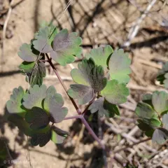 Veiny Meadow-rue thumbnail 3