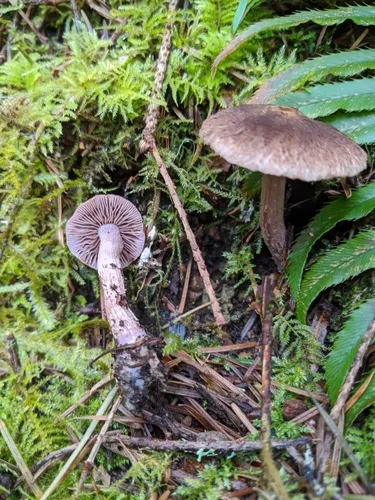 lilac leg fibrecap