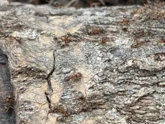 Bright Mound Ant thumbnail 4