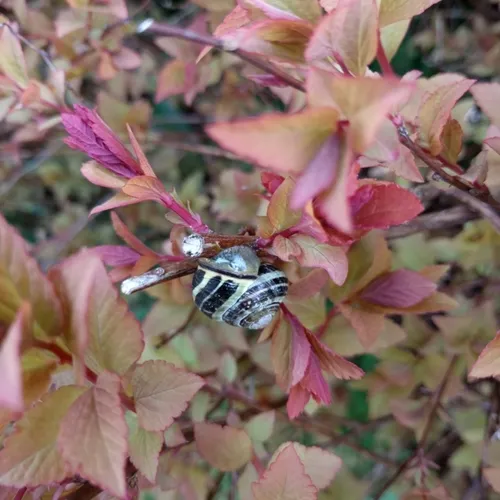 Brown-lipped Snail
