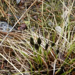 tussock cottongrass thumbnail 3