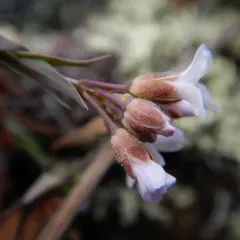 Reflexed Rockcress thumbnail 2
