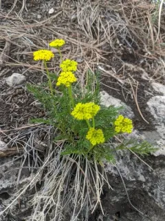 slender wildparsley thumbnail 2