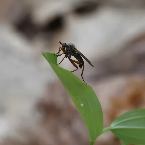 Empis spectabilis