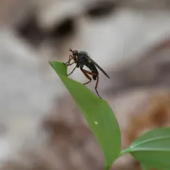 Empis spectabilis thumbnail 1