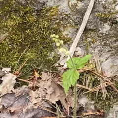 twoleaf miterwort thumbnail 4