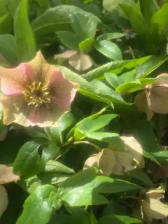 Lenten-rose thumbnail 3