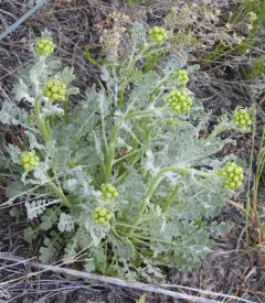 Lobeleaf Groundsel thumbnail 1