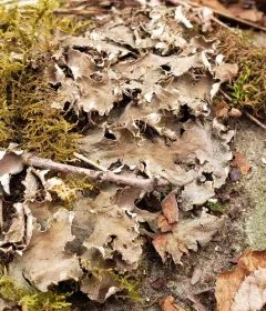 scaly pelt lichen thumbnail 2