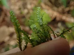Necker's Thamnobryum Moss thumbnail 1