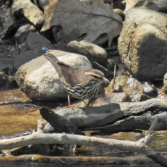 Northern Waterthrush thumbnail 3