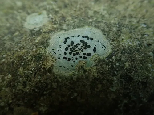 Porpidia thomsonii