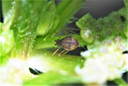Common Nettle Aphid