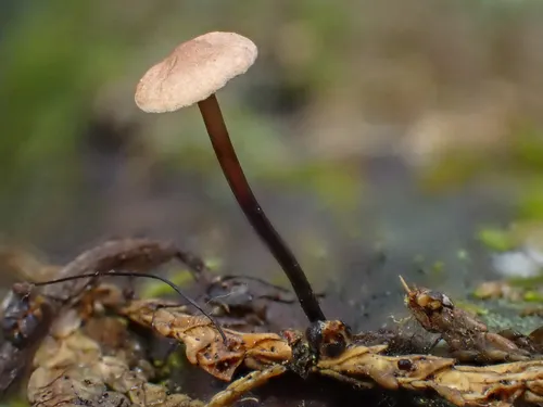 Gymnopus quinaultii