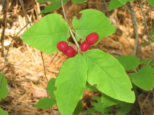 American fly-honeysuckle