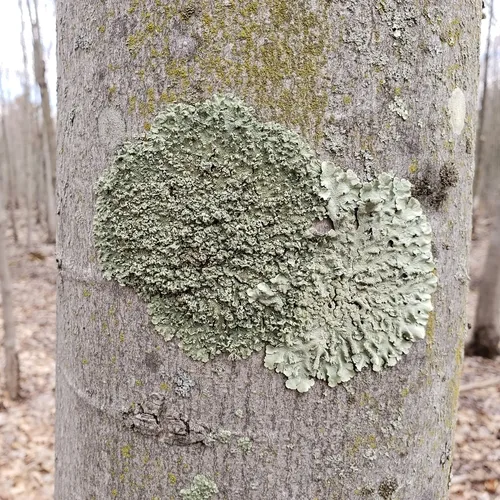 Powder-edged Speckled Greenshield