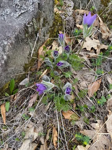 European Pasqueflower