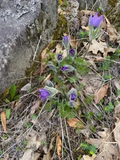 European Pasqueflower thumbnail 1