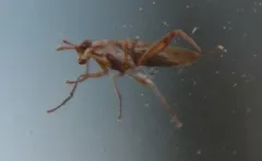 Sepedon fuscipennis thumbnail 2