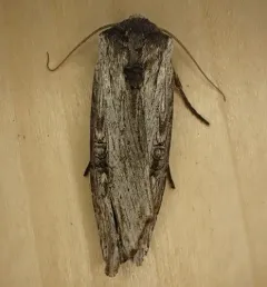 Bruce's Swordgrass Moth thumbnail 3