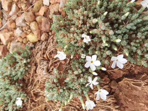 squarestem phlox